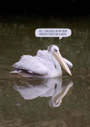 Pelican with speech bubble that reads 'Yes, I can hold in my beak enough food for a week.'