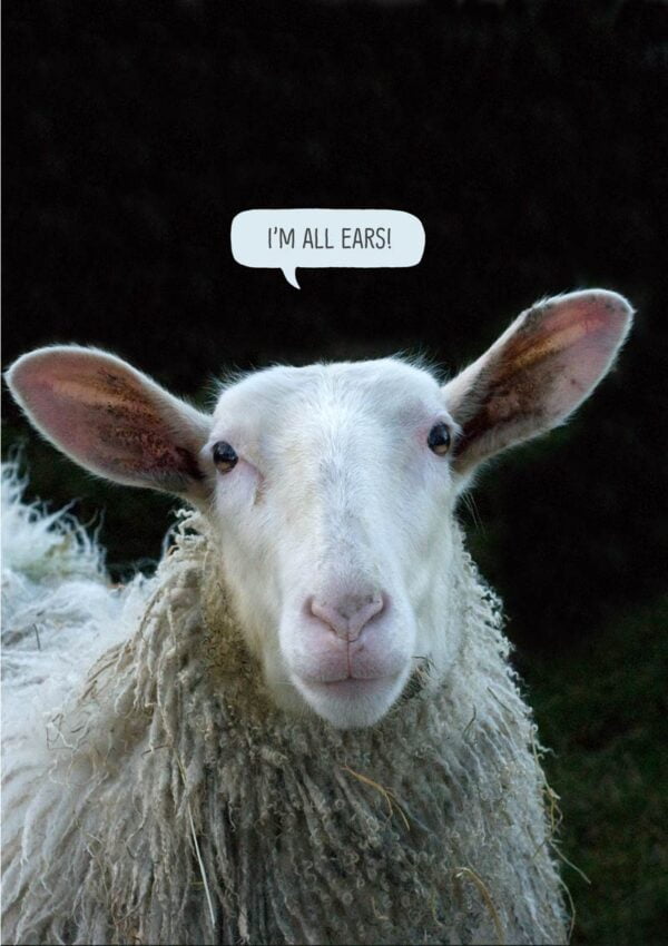 A greeting card for a friend, featuring a sheep facing front with a speech bubble that says 'I'm all ears.'