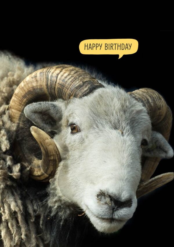 Herdwick ram with speech bubble 'Happy Birthday'