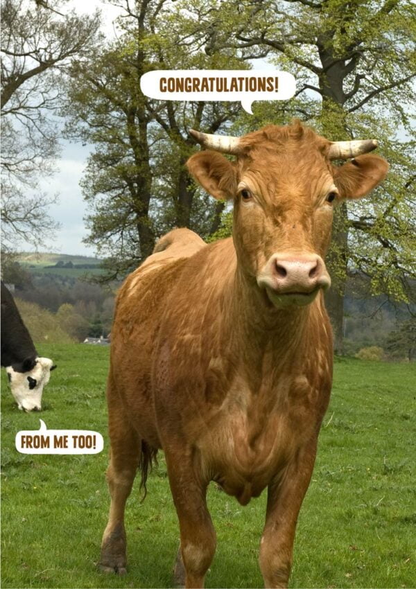 cow saying congratulations