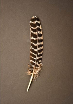 a striped feather