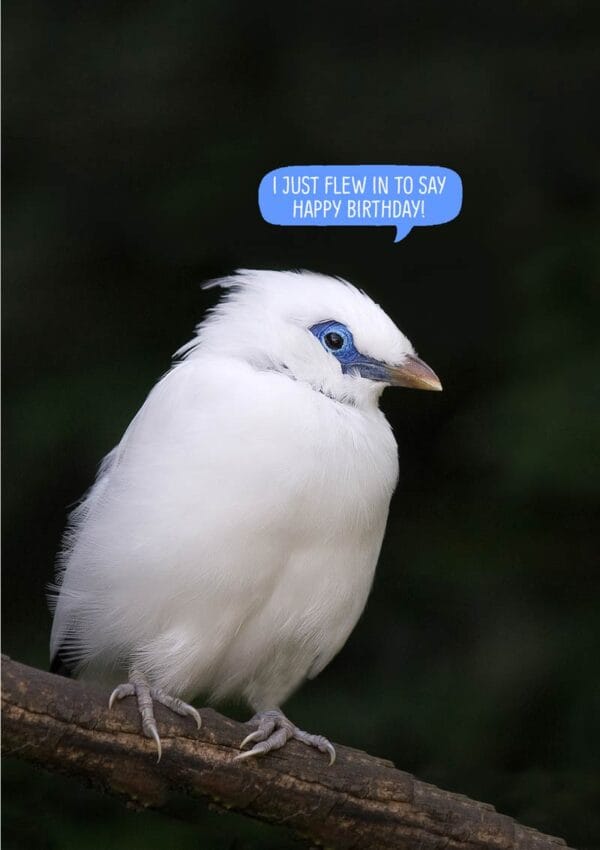 Bali Starling Greeting Card with text 'I just flew in to wish you Happy Birthday'