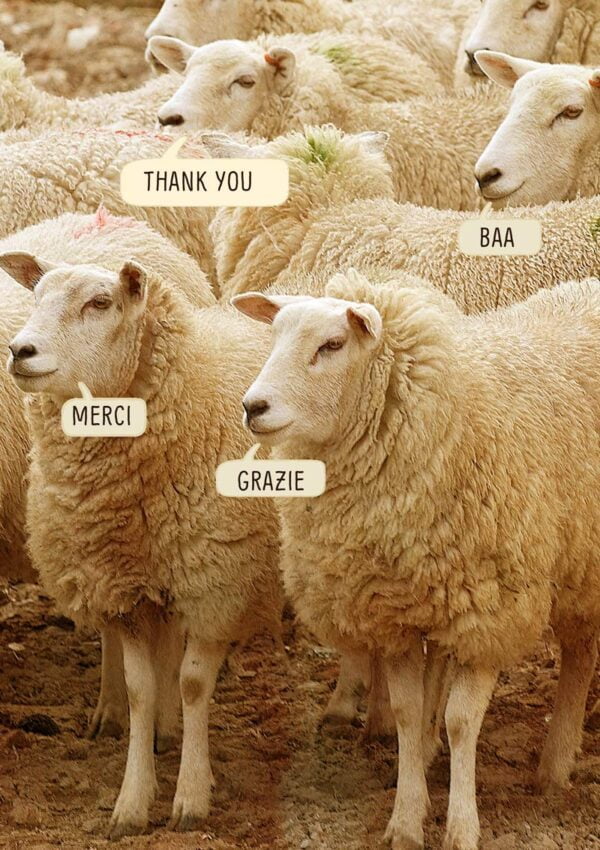 Sheep saying thank you in English, Italian, French, and Sheepish - Baa