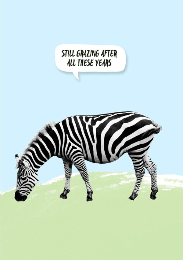 A zebra grazing, and a speech bubble with the text 'Still Grazing After All These Years'
