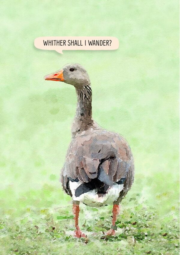 A greylag goose and text 'Whither shall I wander?'