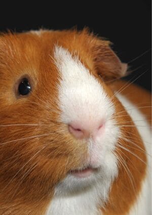 A Whiskers greeting card for every day featuring a close-up of a guinea pig with butterscotch and white colouring, pink nose, and whiskers!