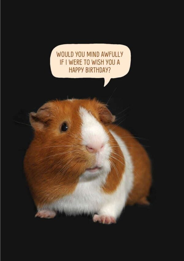 Butterscotch Guinea Pig Greeting Card with a guinea pig with butterscotch and white colouring, set against a dark background and with a speech bubble and text, 'Would you mind awfully if I were to wish you a happy birthday?'