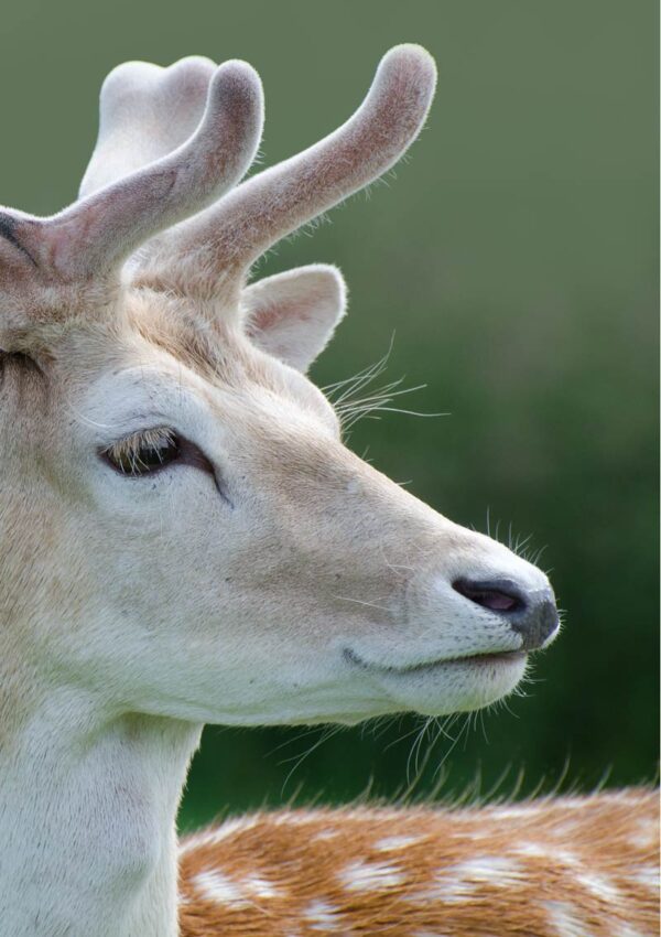 Fallow Deer Greeting Card - A close up of a Fallow Deer with spotted back and velvet-covered antlers