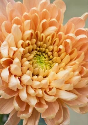 Chrysanthemum Greeting Card Featuring A Salmon Coloured Flower