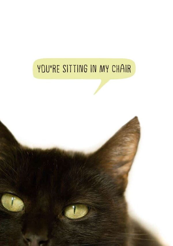 a cat very close up looking very directly and accusingly and brooking no nonsense, and text 'You're Sitting In My Chair'
