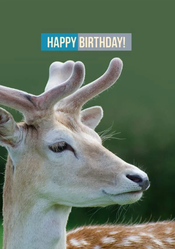 A fallow deer with velvet antlers and an imperious look, and text 'Happy Birthday'