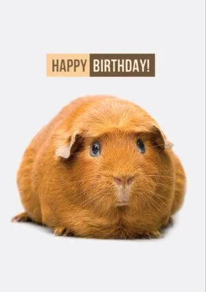 Piggy greeting card with a gentle guinea pig or piggy and text, 'Happy Birthday'