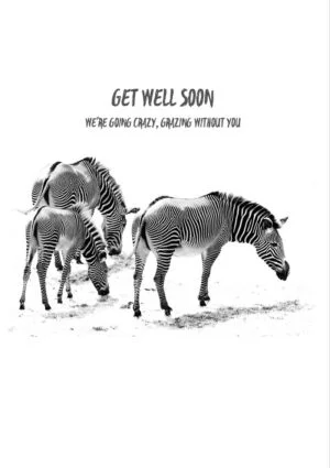 A trio of zebras and text 'Get Well Soon - We Are Going Crazy, Grazing Without You'