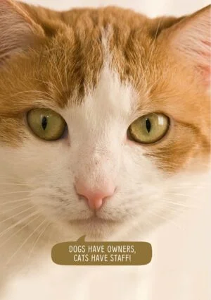 A cat and text 'Dogs Have Owners, Cats Have Staff'