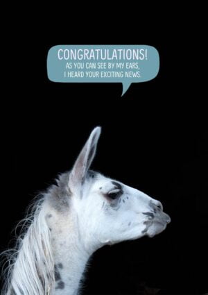 A llama in profile against a dark background with ears pricked and pointed forward with text 'Congratulations - as you can see by my ears, I heard your exciting news.'