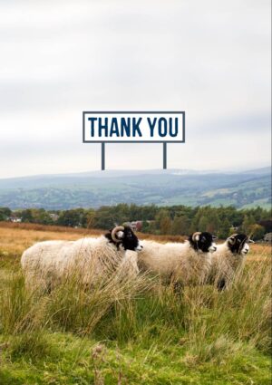 Sheep in a field in hilly country, with a billboard and text 'Thank You'