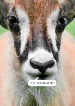 A full-face view of a Roan antelope and speech bubble and text 'You Looking At Me?'
