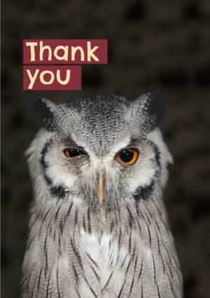 A winking Scops owl and text 'Thank You' wink wink