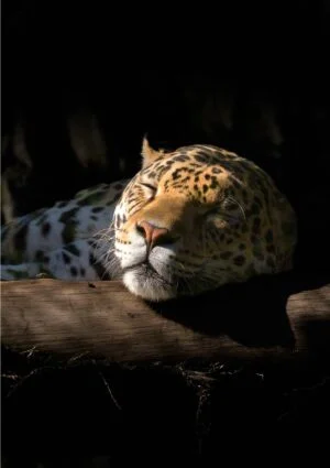 A jaguar greeting card for every day featuring a jaguar taking a nap with its head resting on a log.