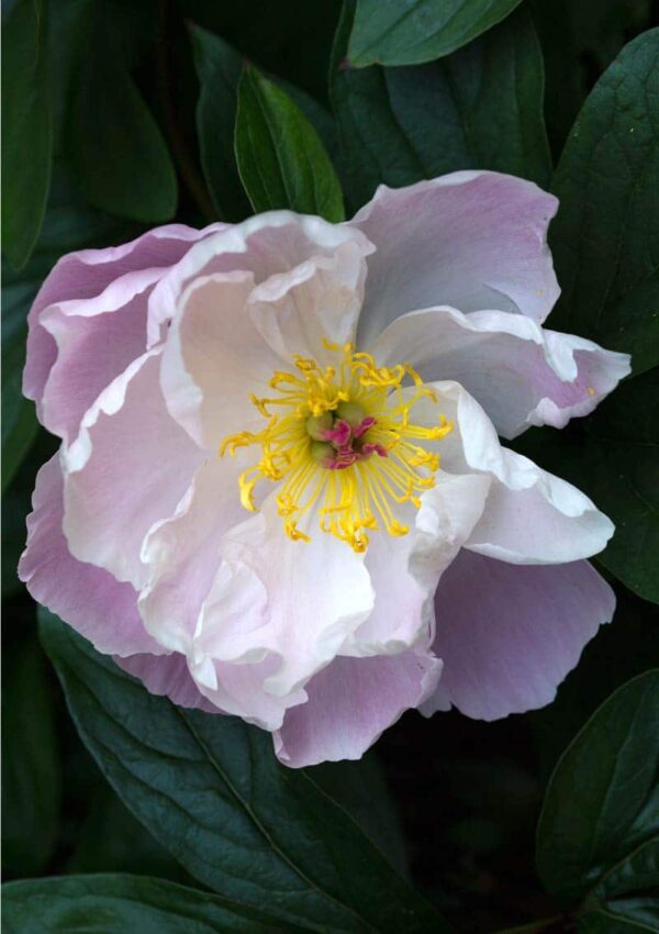 Peony greeting card - A pink and white peony with yellow stamens set against dark green leaves.
