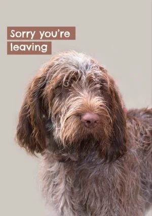 Spinone dog with text 'Sorry you're leaving'