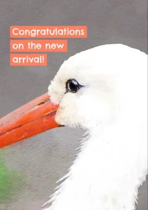 White stork close up with text 'Congratulations on the new arrival'