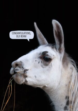 A llama with straw hanging from its mouth and its ears pointing upwards, with a speech bubble and text 'Congratulations Old Bean'