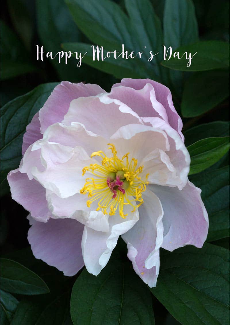 A Mother's Day card featuring a pink peony and text 'Happy Mother's Day'