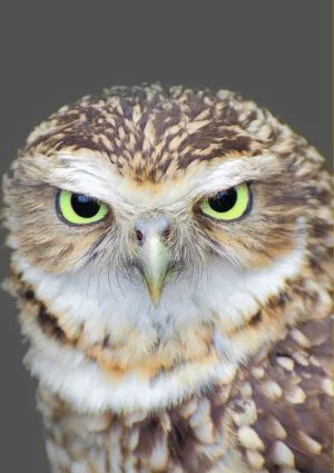 A Green Eyes Greeting Card for any occasion featuring a closeup of an owl with green eyes.