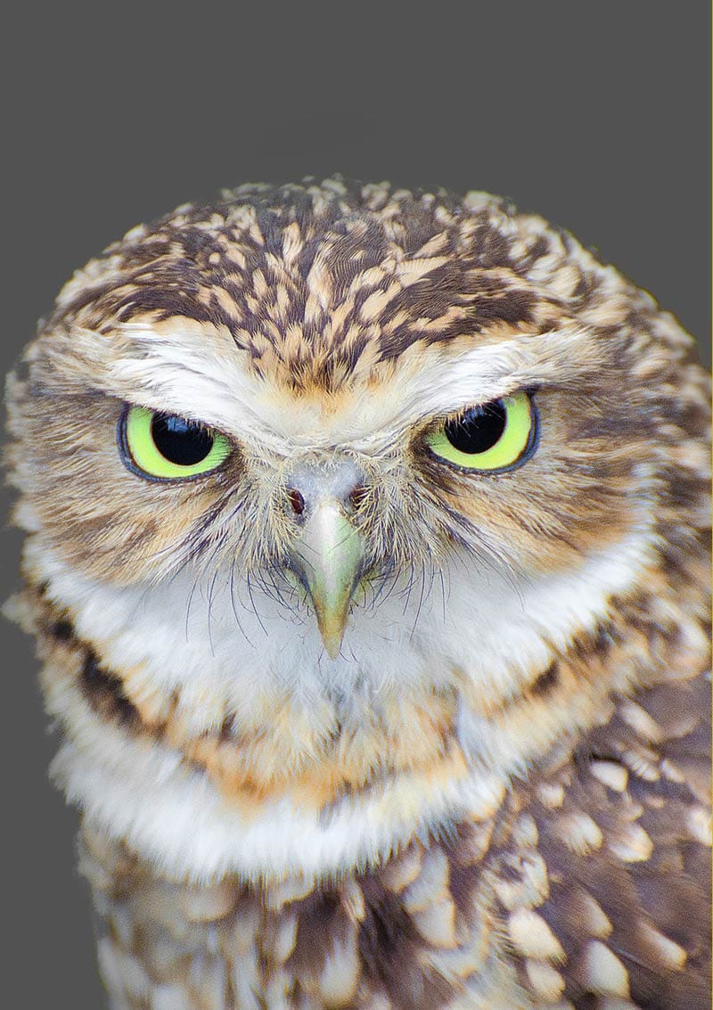 A card for any occasion featuring a closeup of an owl with green eyes. A card for any occasion featuring a closeup of an owl with green eyes.