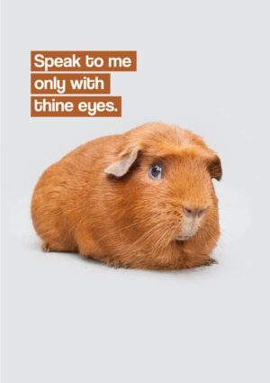 Truth Greeting Card featuring a guinea pig and text 'Speak To Me Only With Thine Eyes'