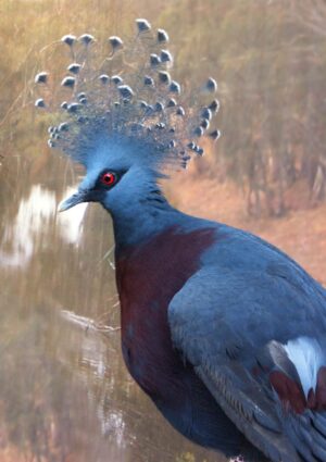 Crowned Pigeon Greeting Card, and yes, it's a pigeon, albeit an exotic one native to New Guinea. It's a Victoria Crowned Pigeon.