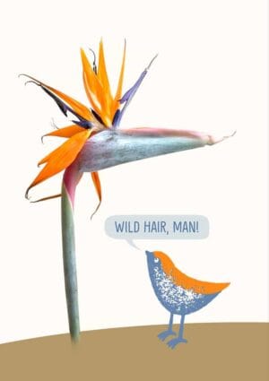 A small blue and orange bird confronting a Strelitzia or Bird Of Paradise flower, with speech bubble and text 'Wild Hair, Man!'