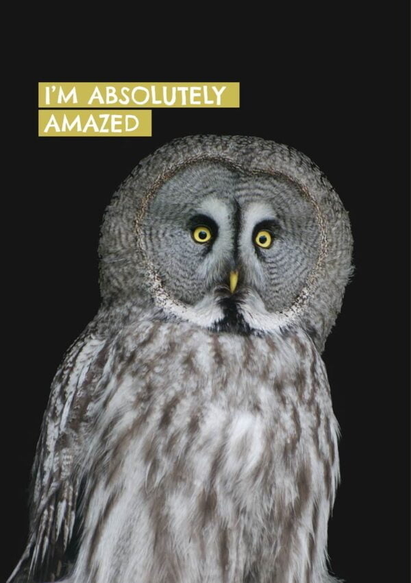 An amazed owl - at least one with a look of amazement - and text 'I'm Absolutely Amazed'