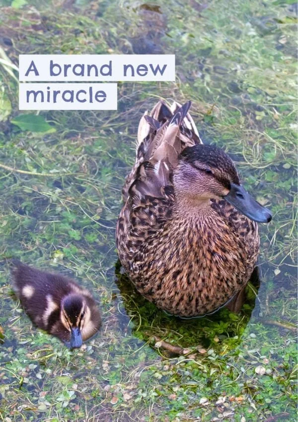 A female mallard and a young duckling on the water and text 'A Brand New Miracle'
