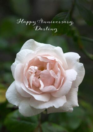 A pale pink rose and text 'Happy Anniversary, Darling'