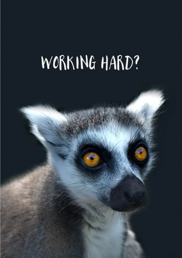 A ring-tailed lemur with big yellow eyes and text 'Working Hard'