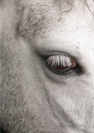 A white horse greeting card for every day