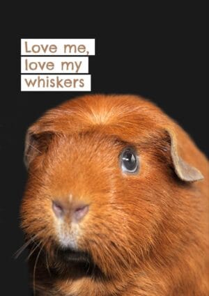 My Whiskers Guinea Pig greeting card with a close-up of a guinea pig with a crest on its forehead, set against a dark background and text 'Love Me Love My Whiskers'