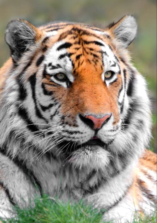 A close-up photograph of the head and shoulders of a Siberian Tiger.