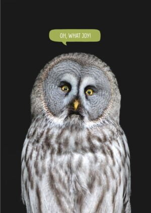 A large grey owl with a startled expression and a speech bubble with text 'Oh, What Joy'