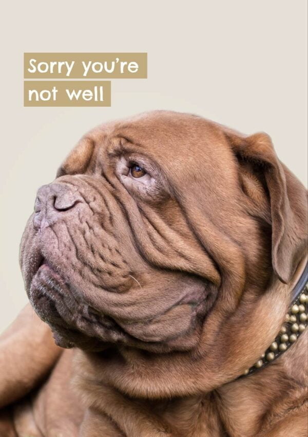 Dog's life is a get well card featuring a Dogue de Bordeaux looking decidedly down in the dumps.