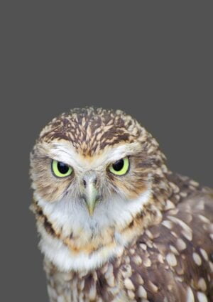 Owl with green eyes