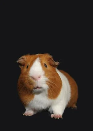A guinea pig looking at the camera
