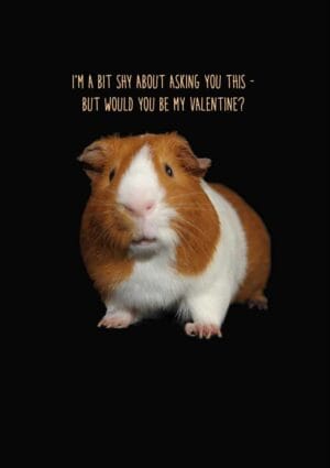 Shy Valentine's Day Card with a butterscotch and white guinea pig against a black background and text in orange that reads I'm a bit shy about asking you this - but would you be my valentine?