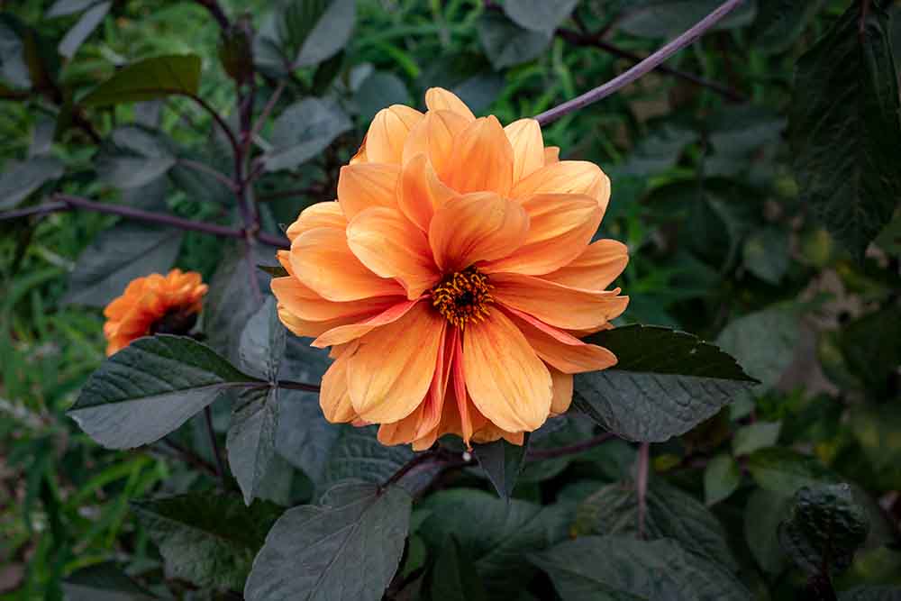 dahlia flower and leaves