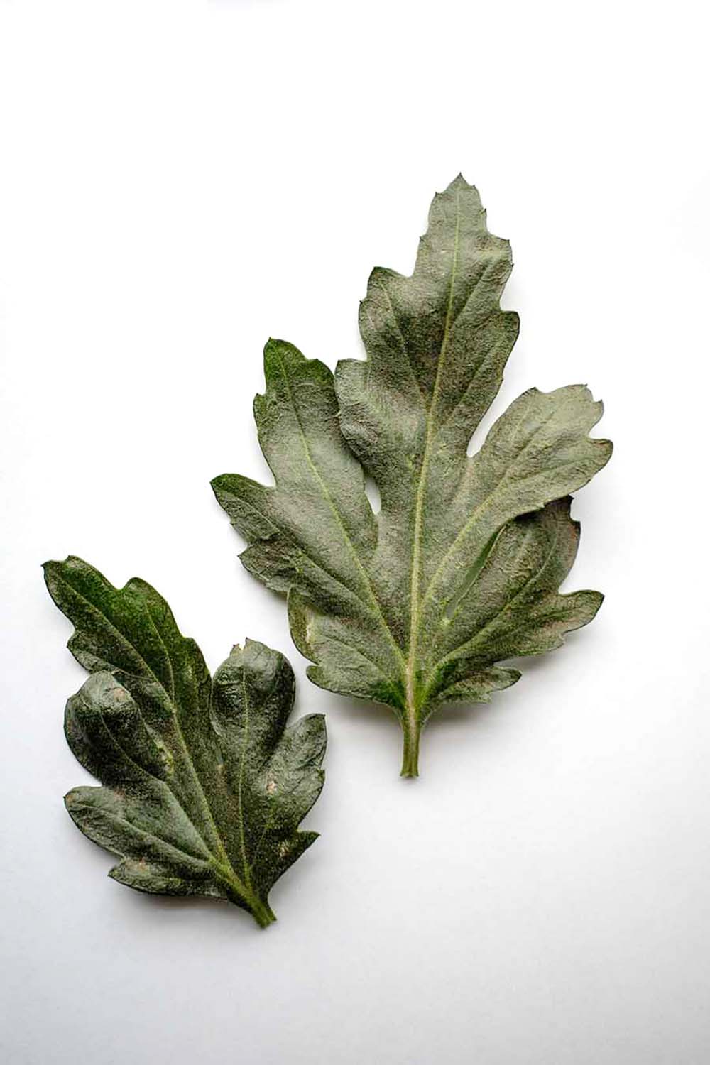 chrysanthemums leaves