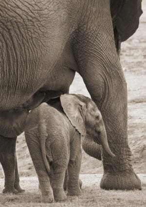 World Environment Day illustrated with a young elephant looking out from the safety of its mother's protective body
