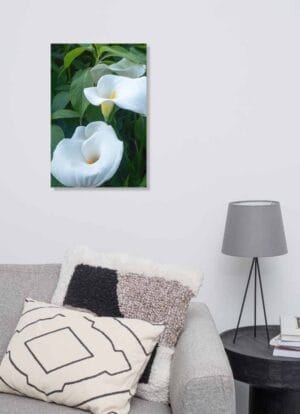 Calla lily poster 20 inches by 30 inches display on living room wall by couch cushions and table lamp