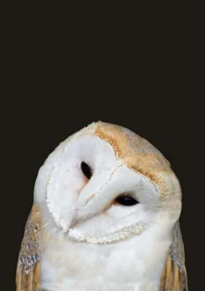 Barn owl poster with barn owl facing camera with head tilted to one side